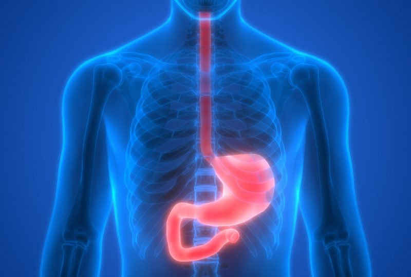 Human Digestive System (Stomach Anatomy)
