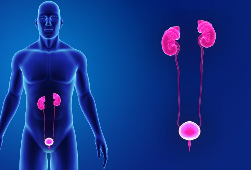 Urinary system zoom with body anterior view