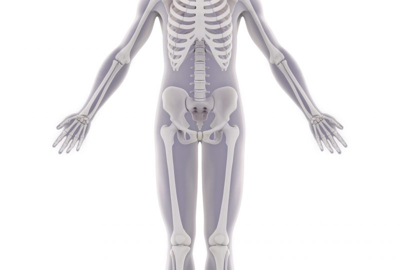 Human Skeleton Anatomy Isolated